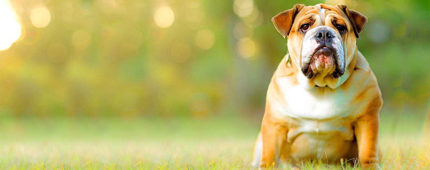 Agents of S.H.I.E.L.D. Inspired Dog Names | Popular Male and Female Names |  Wag!