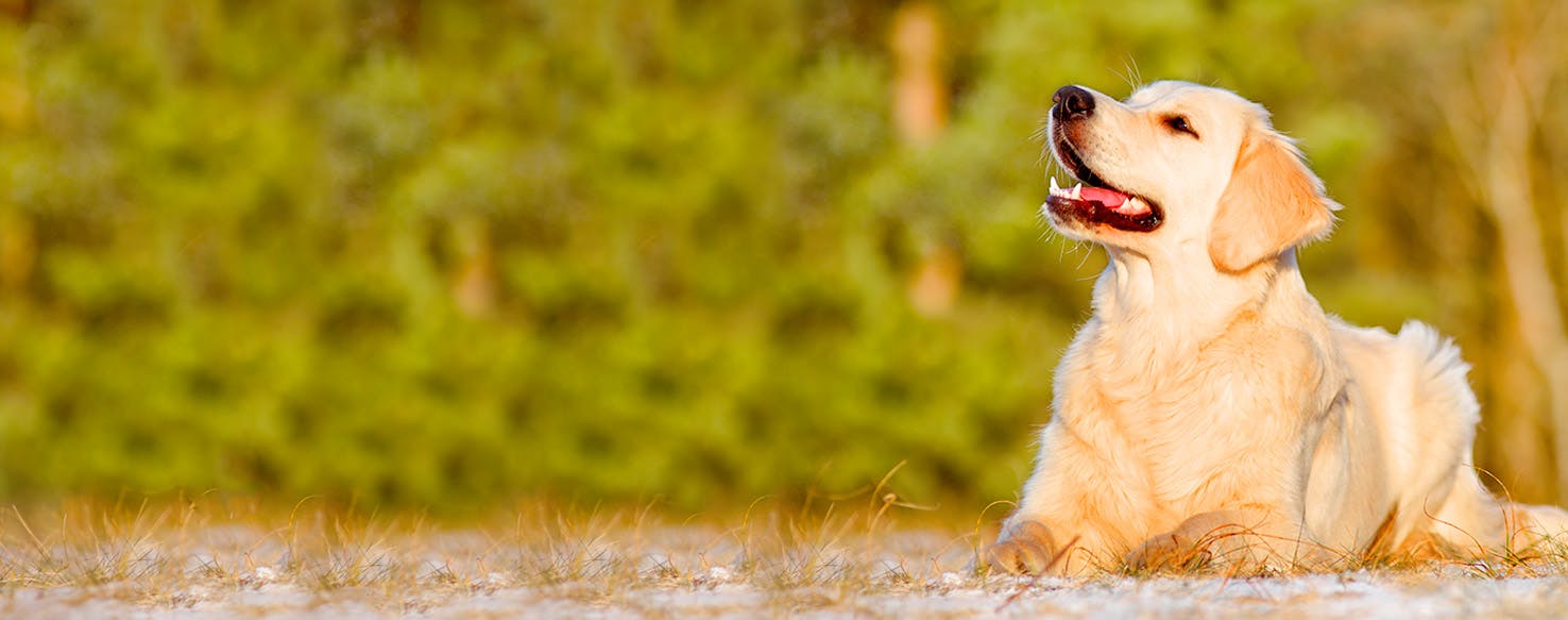 Most Popular Boy Dog Names and Male Dog Names - American Kennel Club