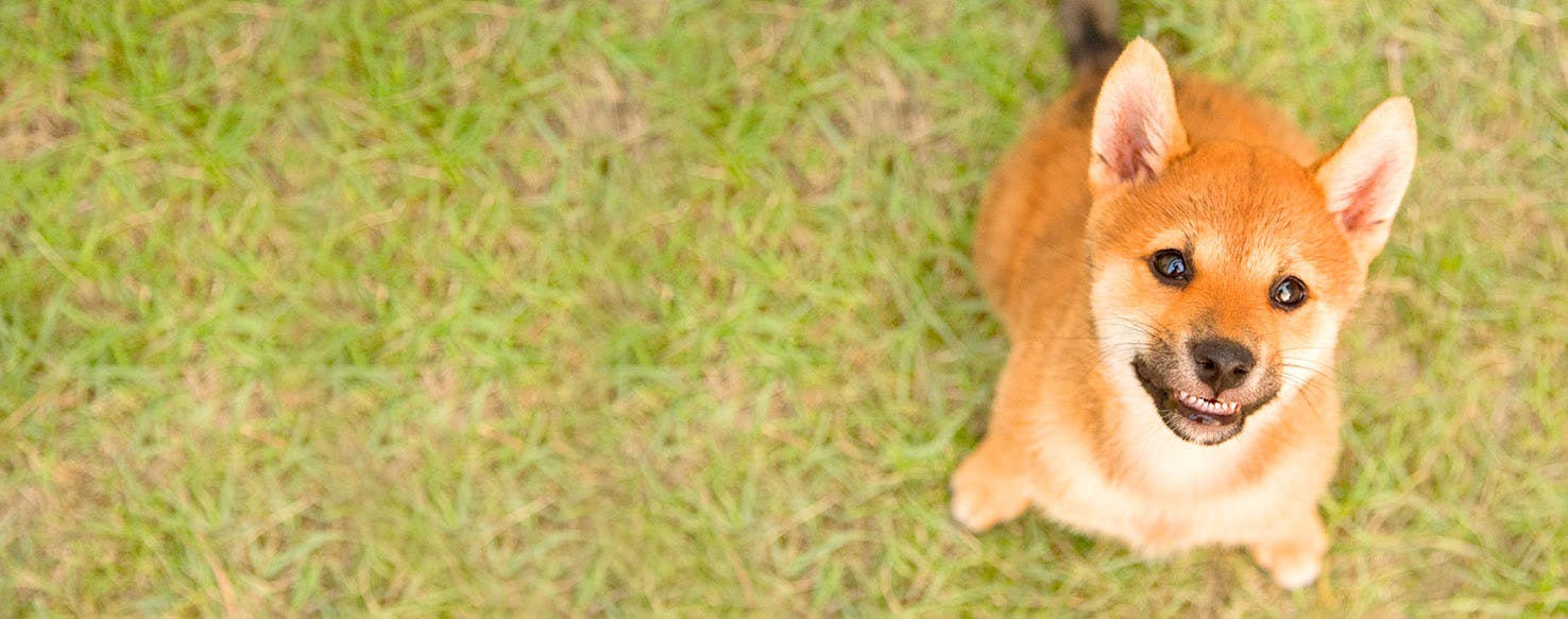 Dog Names that Start with Vi | Popular Male and Female Names | Wag!