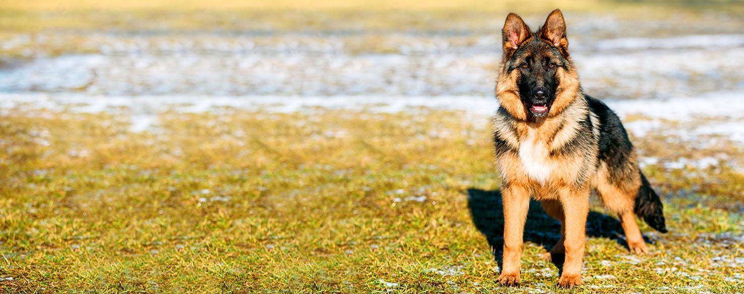 Dog Names That Start With Si Popular Male And Female Names Wag