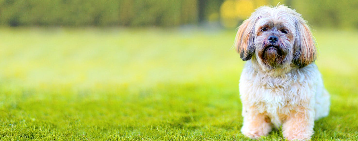 Cancun Dog Names | Popular Male and Female Names | Wag!