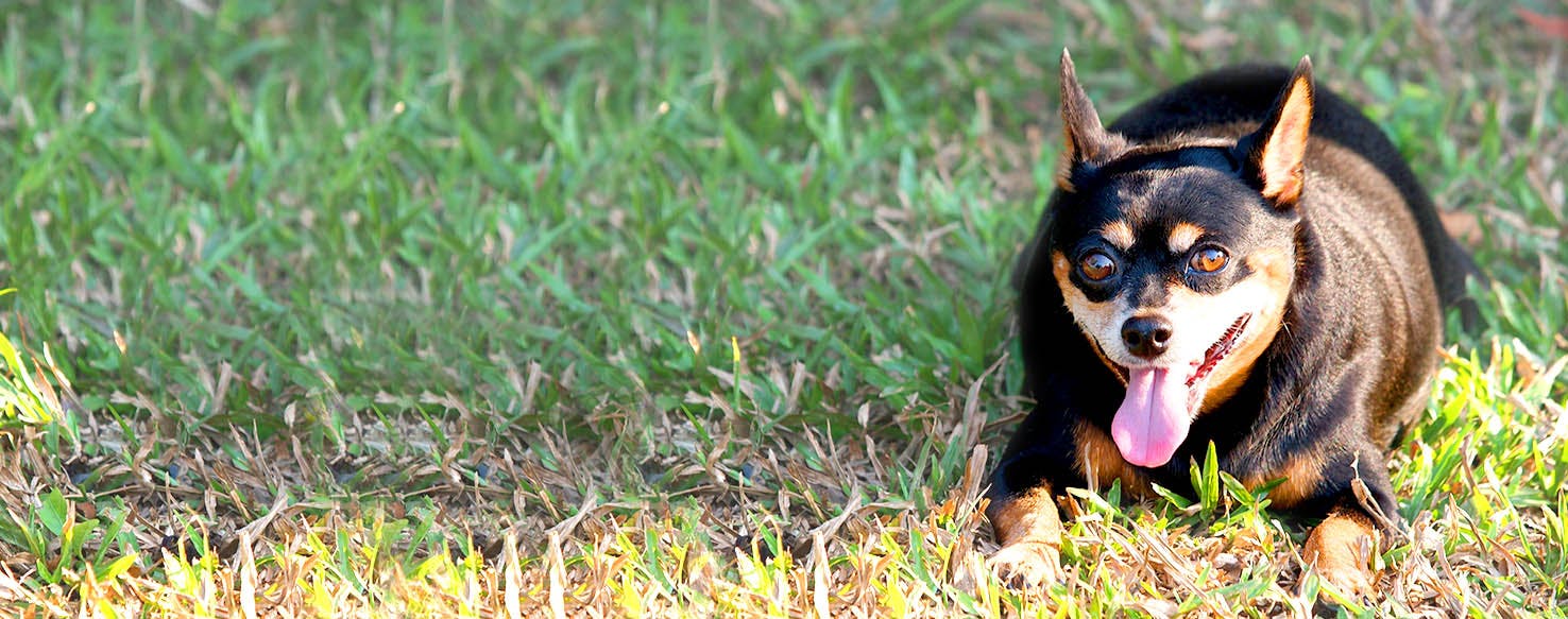 Vancouver Canucks need help naming their new puppy - Vancouver Is Awesome