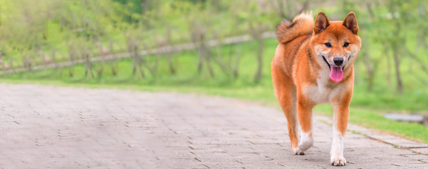 a dog on the road meaning