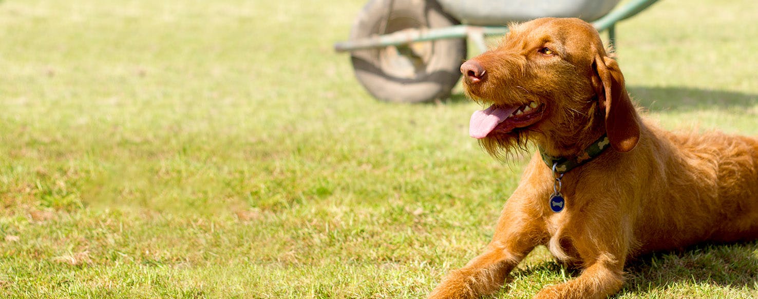 loroka wirehaired vizsla