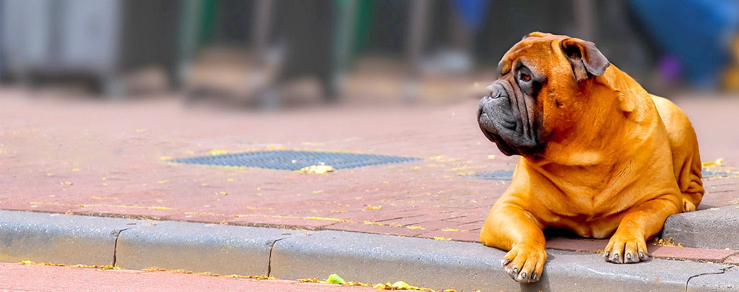 Dog Names that Start with Su | Popular Male and Female ...