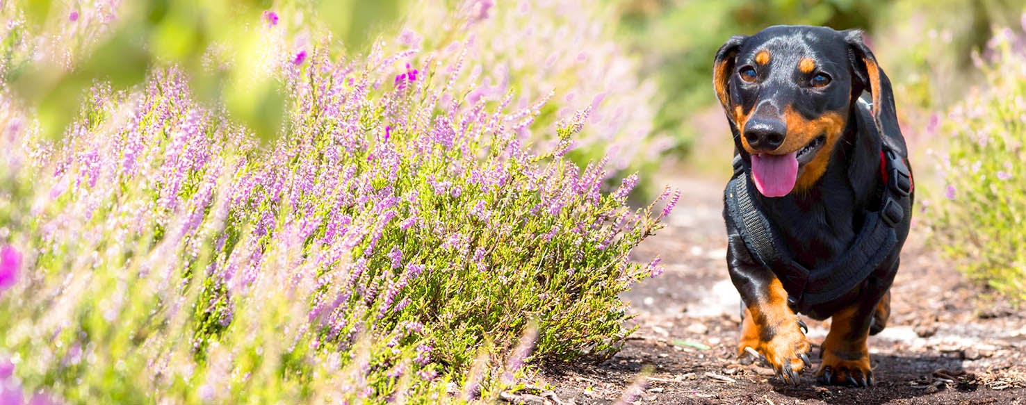 Dog Names that Start with the L Sound | Popular Male and ...