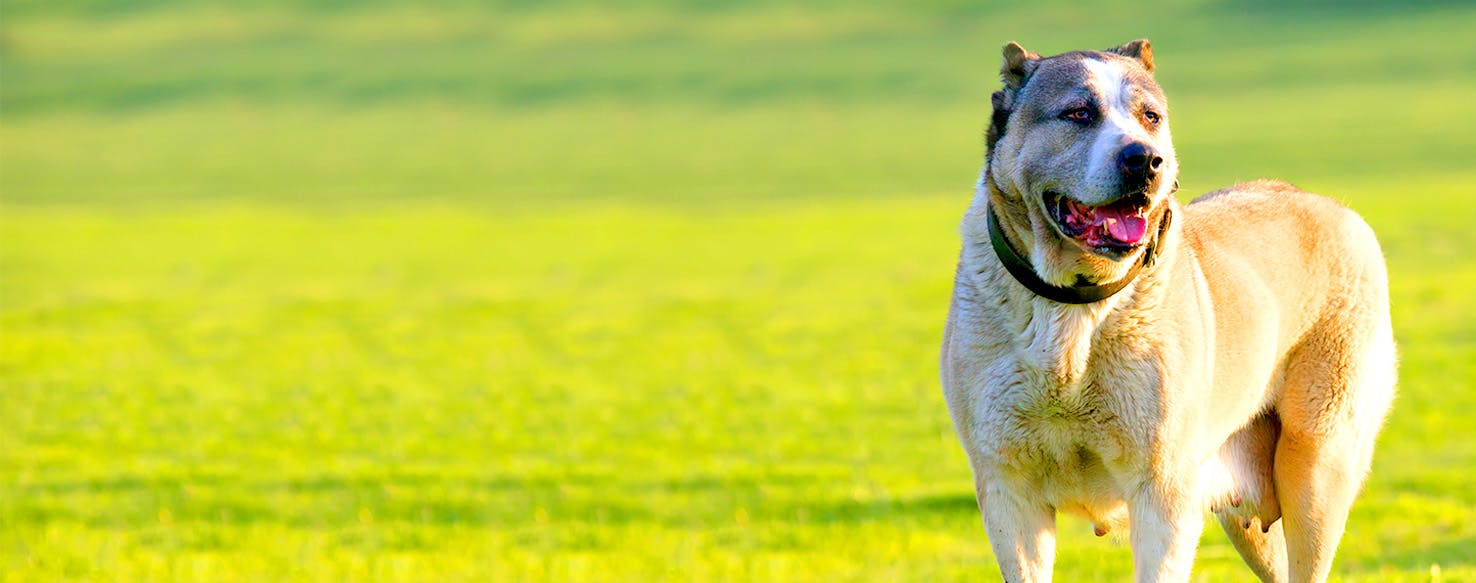 can a alaskan klee kai and a carolina dog be friends