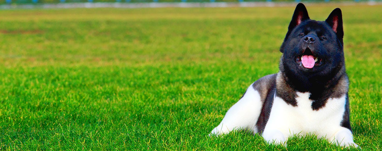 Dog Names that Start with Ve | Popular Male and Female ...