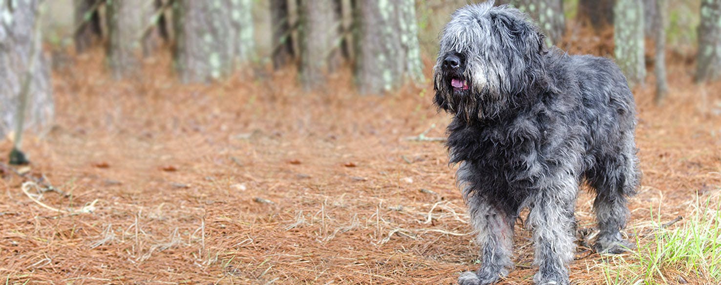 Bouvier des Flandres Dog Names Popular Male and Female Names Wag!