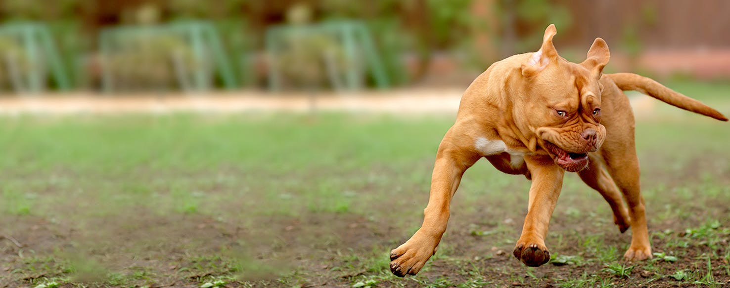 Car Inspired Dog Names Popular Male and Female Names Wag!