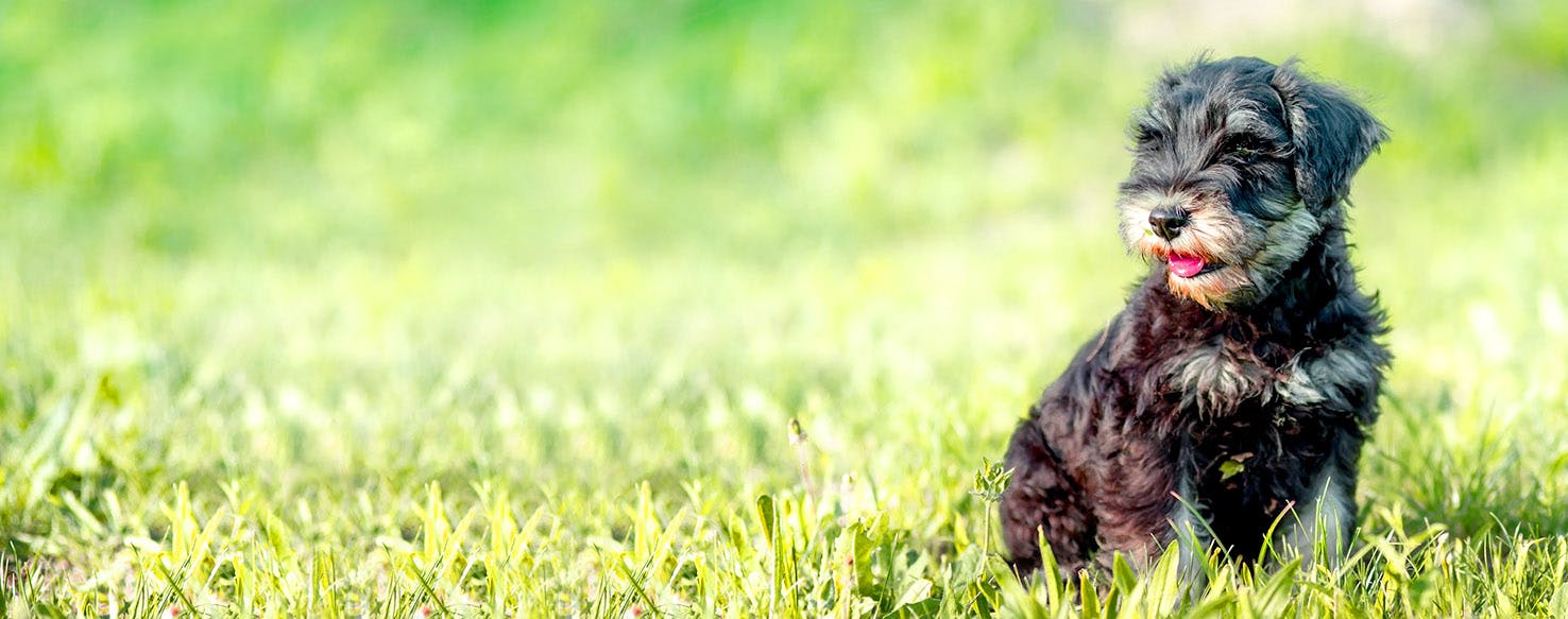 Komondor Dog Names Popular Male and Female Names Wag!