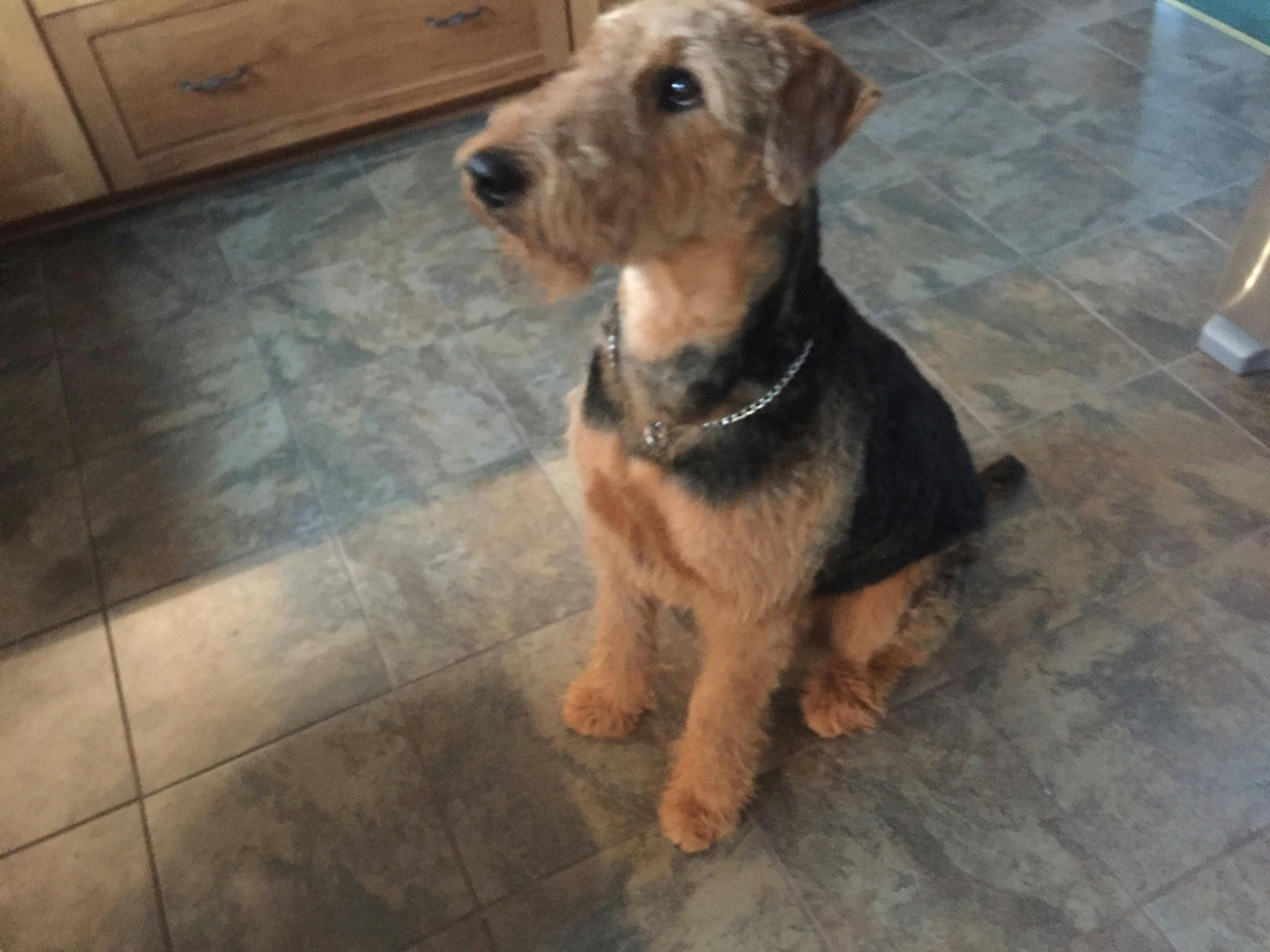 Tabac's name story for Airedale Terrier Dog Names