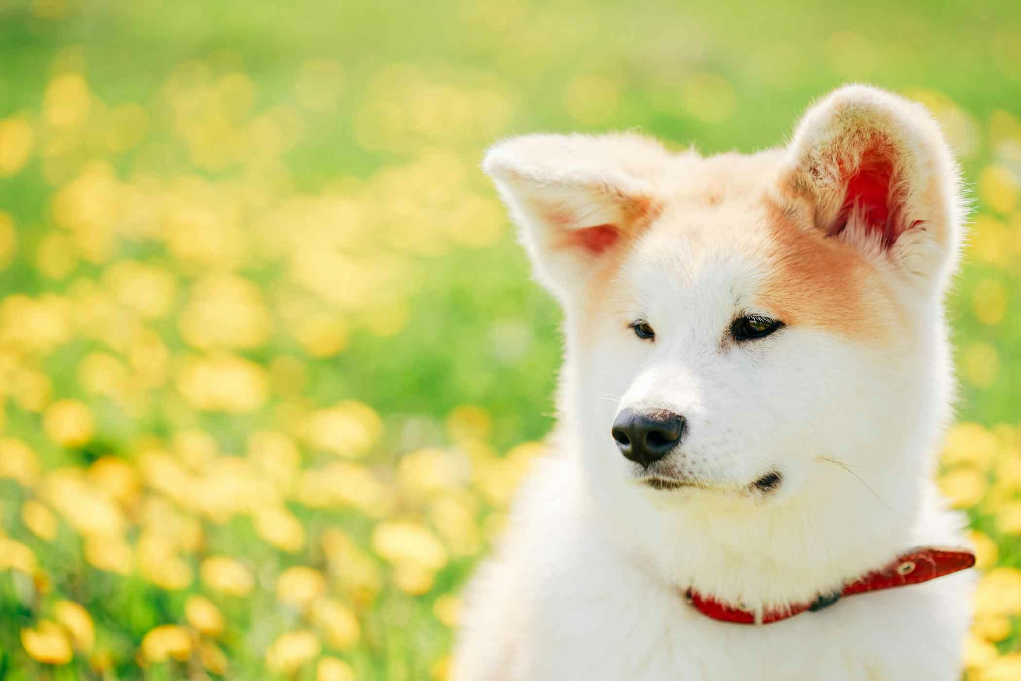 Akita Dog Names Popular Male and Female Names Wag!