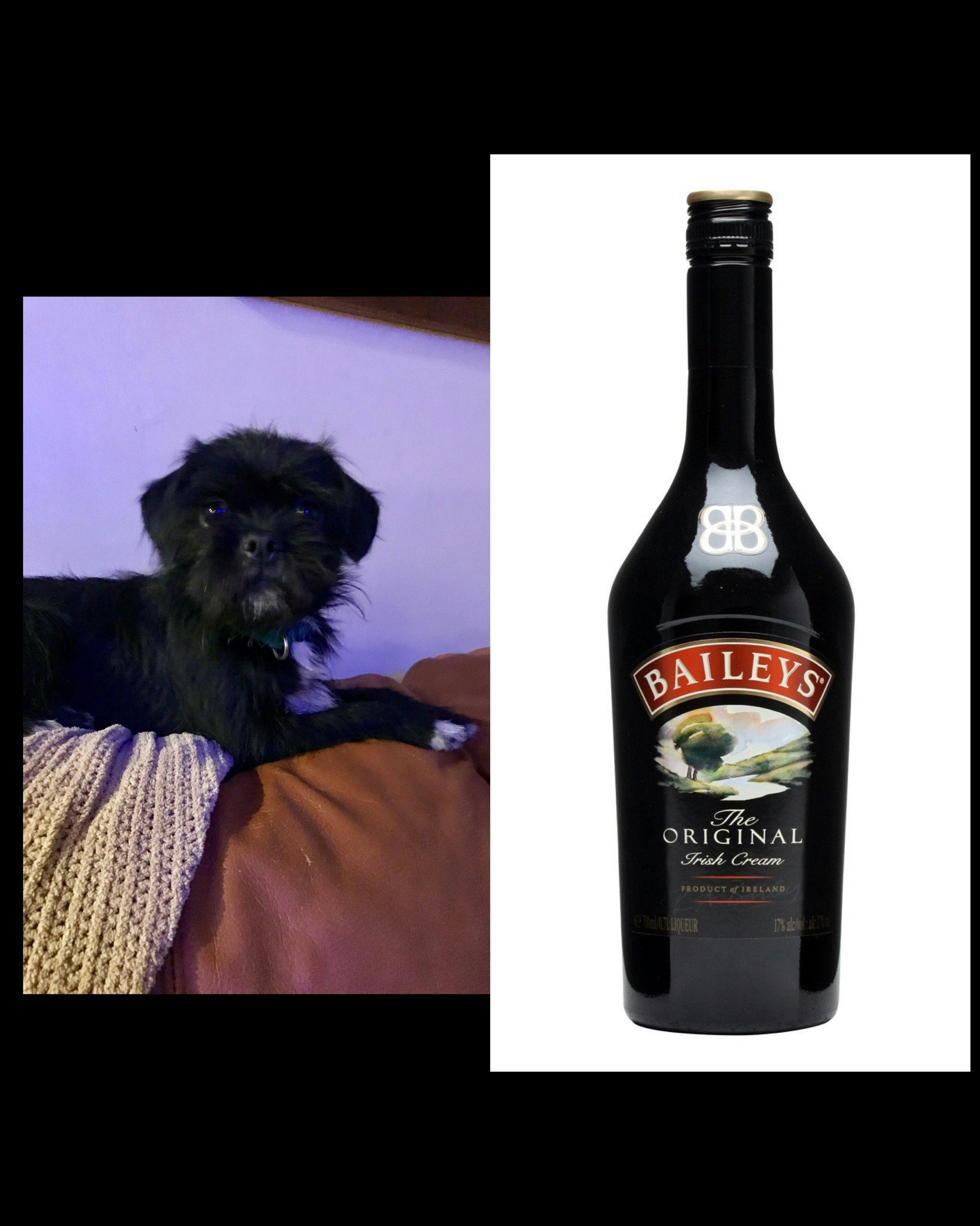 Baileys's name story for Alcohol Inspired Dog Names