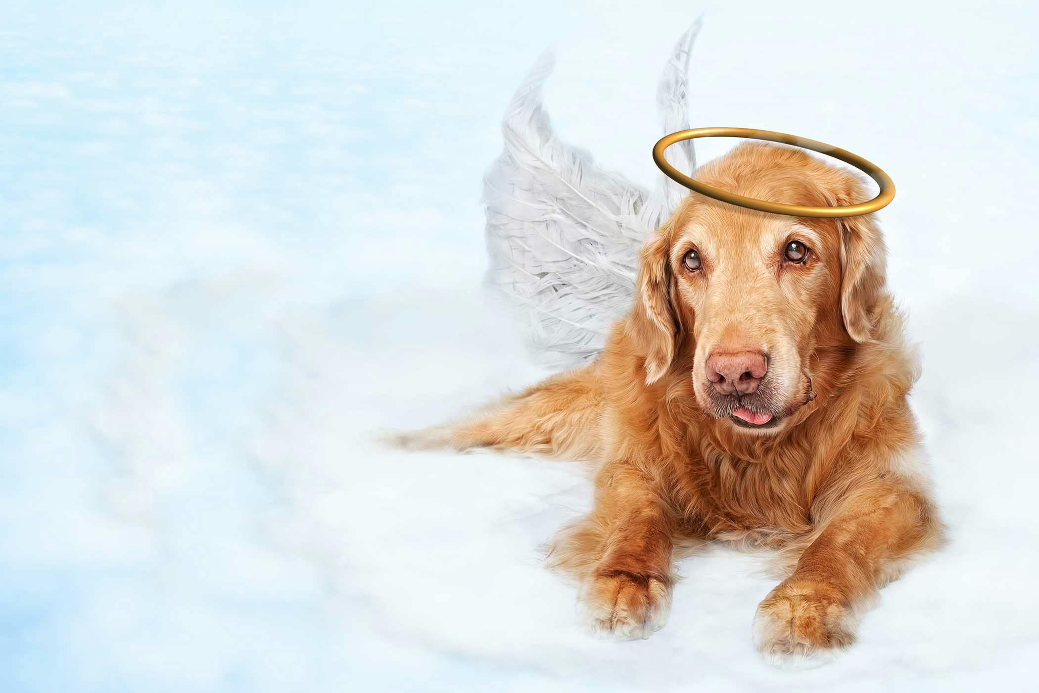 All Dogs Go To Heaven Inspired Dog Names - Wag!