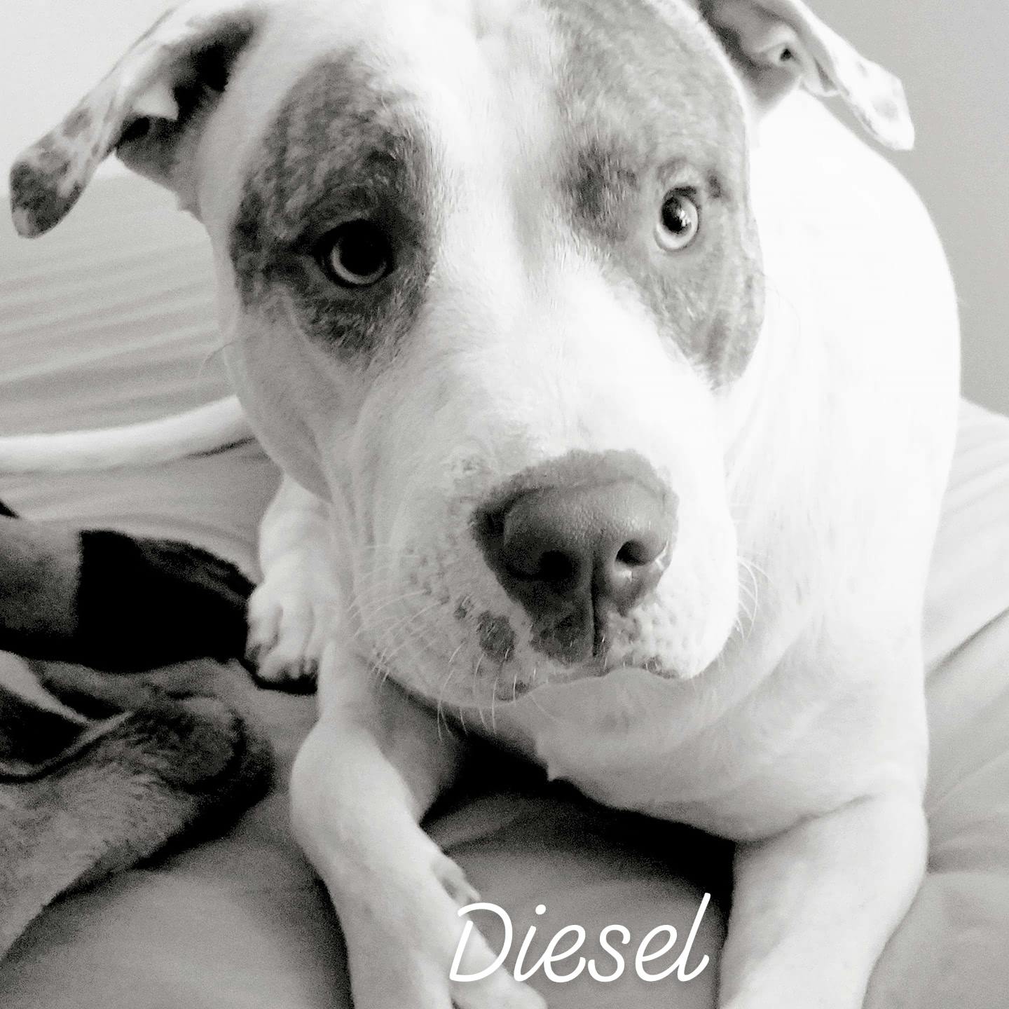 Diesel's name story for Arizona Dog Names