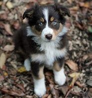 Selena.woods@gmail.etown's name story for Australian Shepherd Dog Names