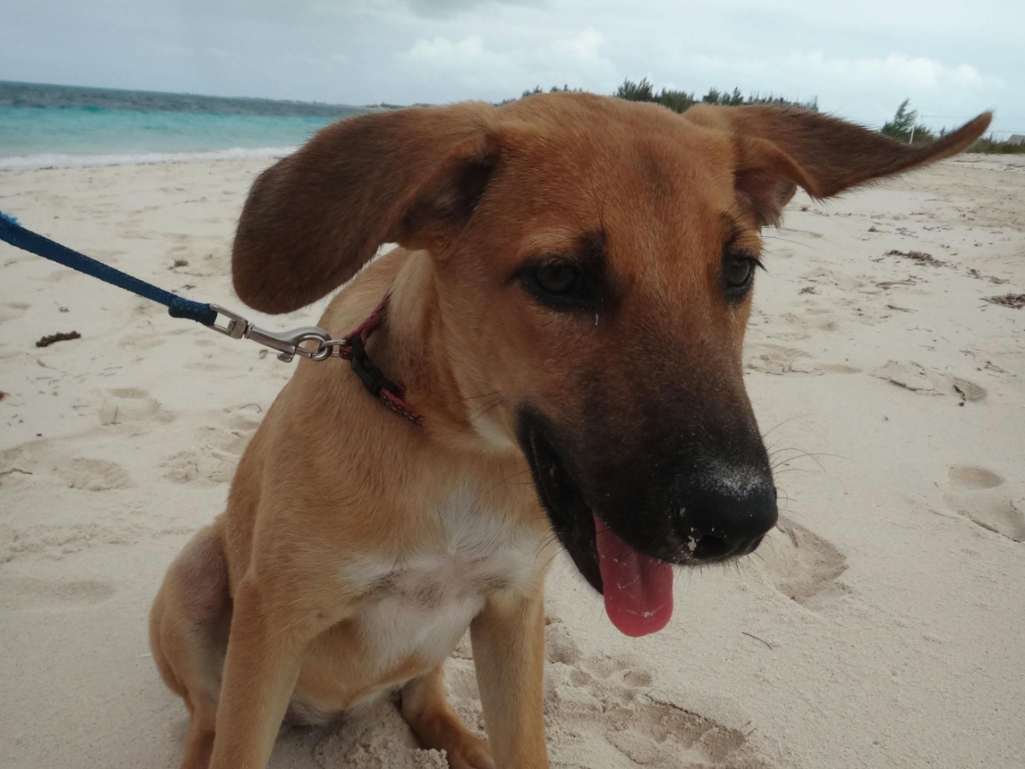 Reef's name story for Bahamas Dog Names