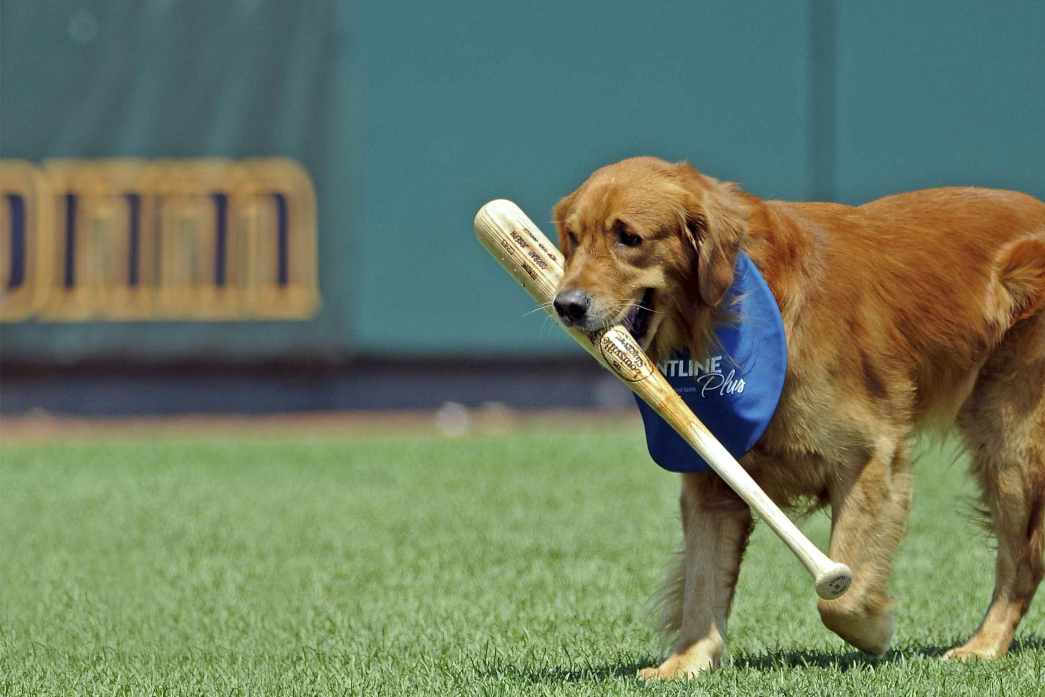 Baseball Inspired Dog Names   Popular Male and Female Names   Wag