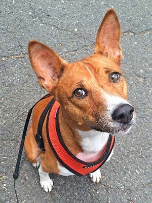 Athena's name story for Basenji Dog Names