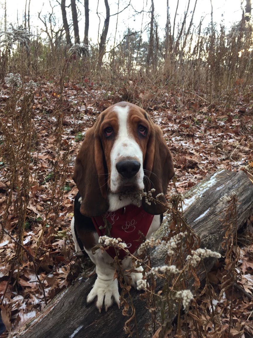 Pablo's name story for Basset Hound Dog Names