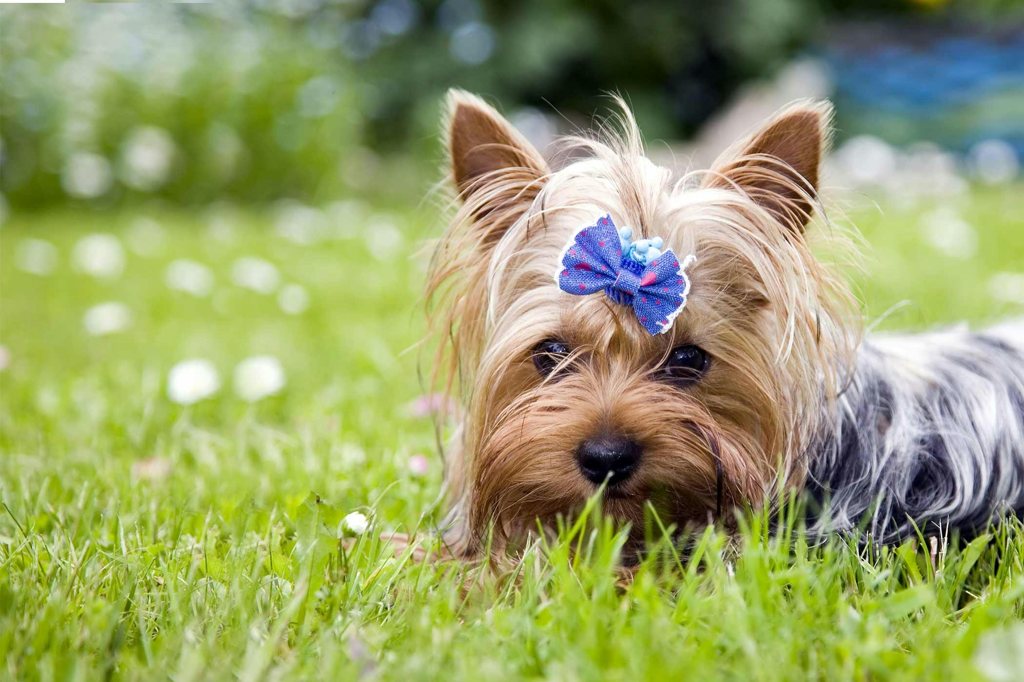 A dog named store beautiful