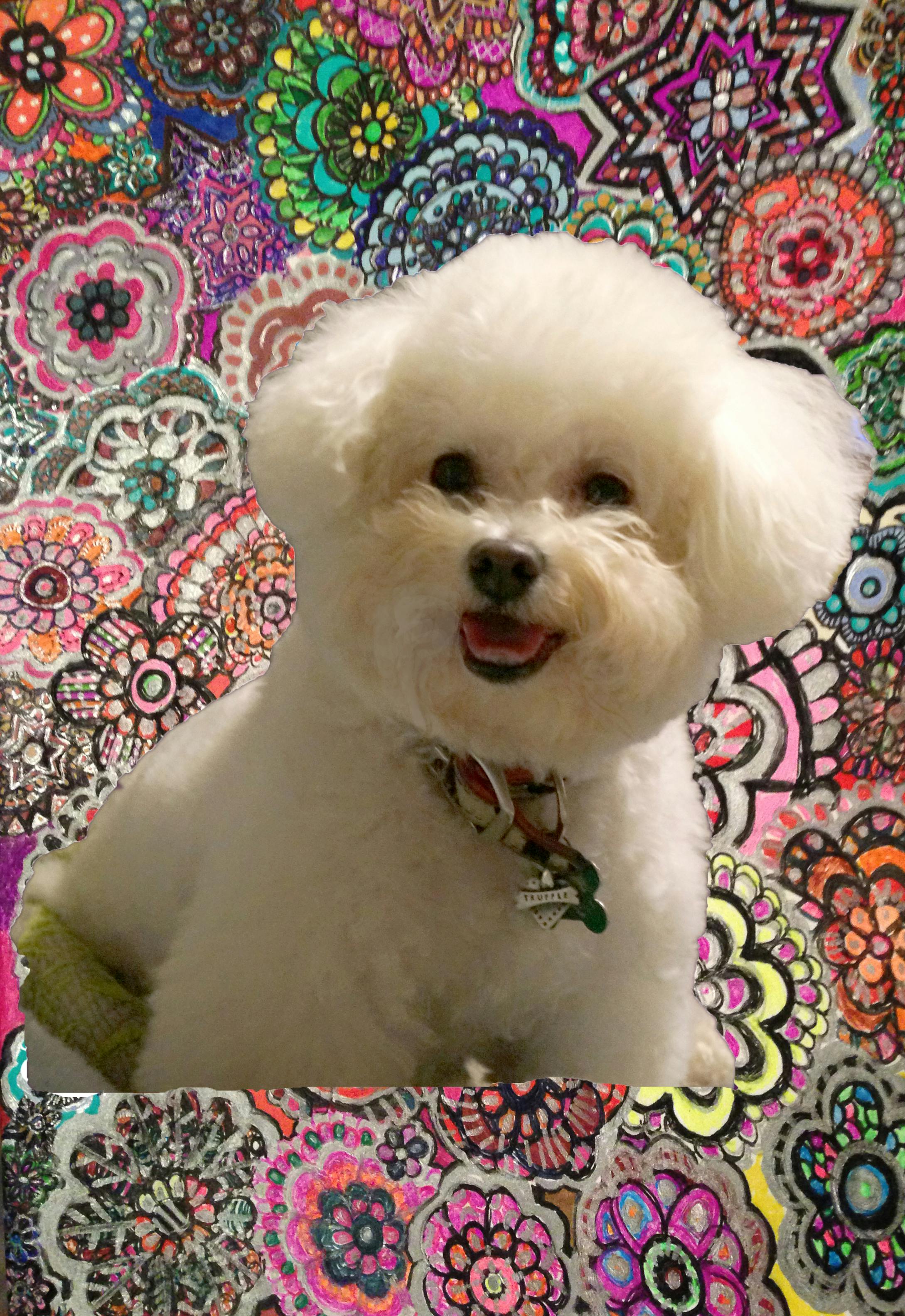 Truffle's name story for Bichon Frise Dog Names