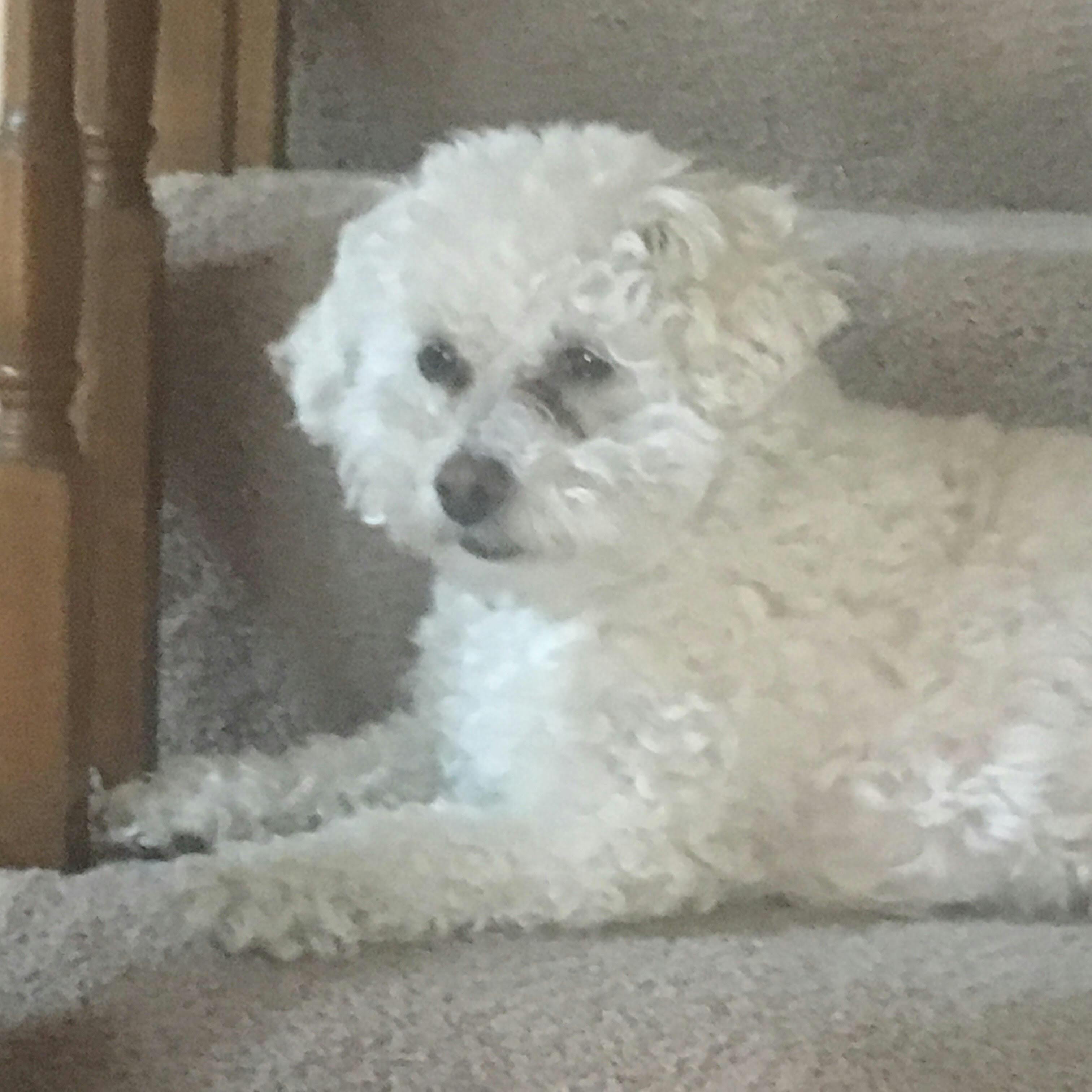 Tinker belle (we call her belle)'s name story for Bichon Frise Dog Names