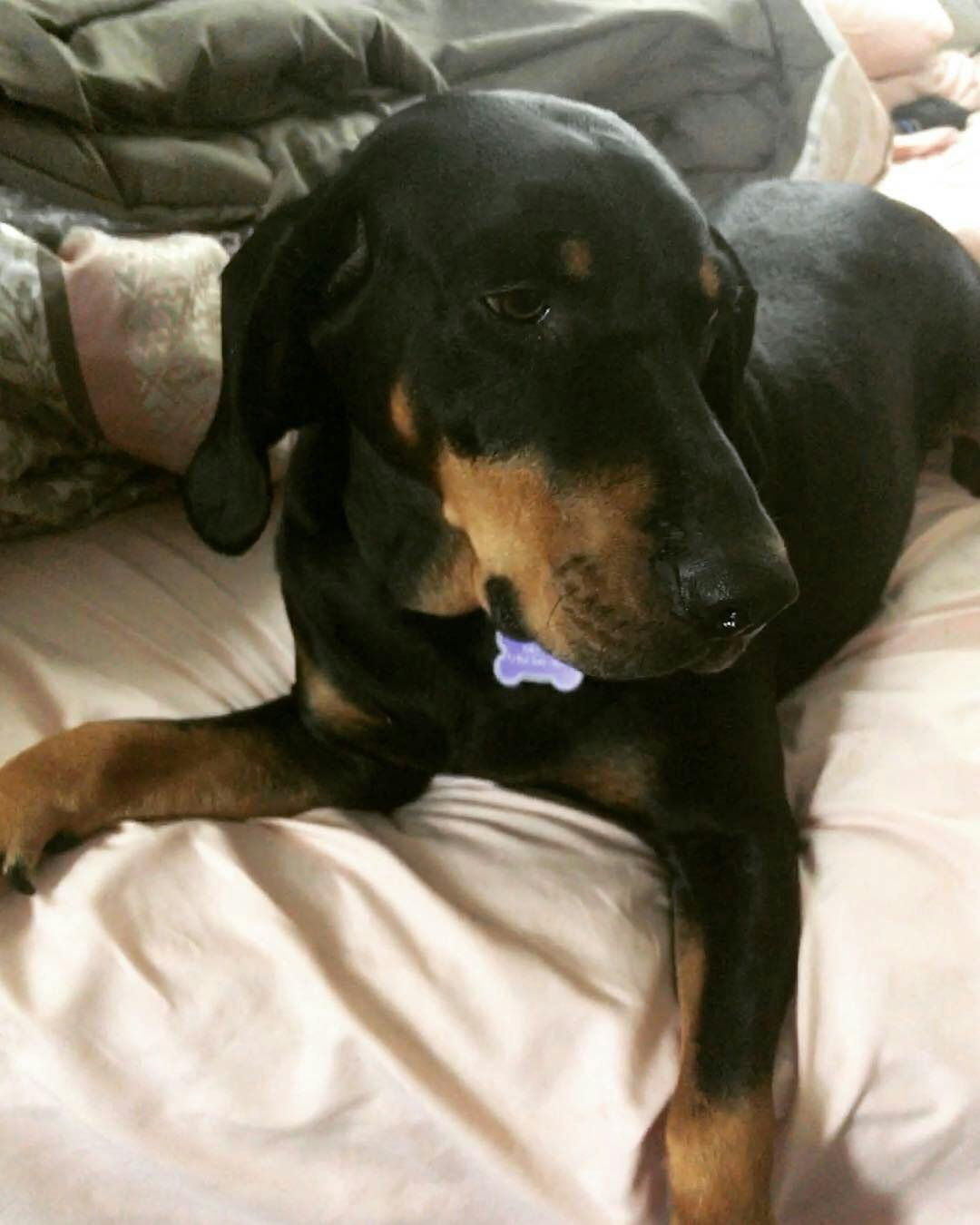 Peach's name story for Black & Tan Coonhound Dog Names