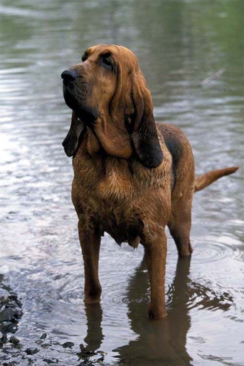 Ranger's name story for Bloodhound Dog Names