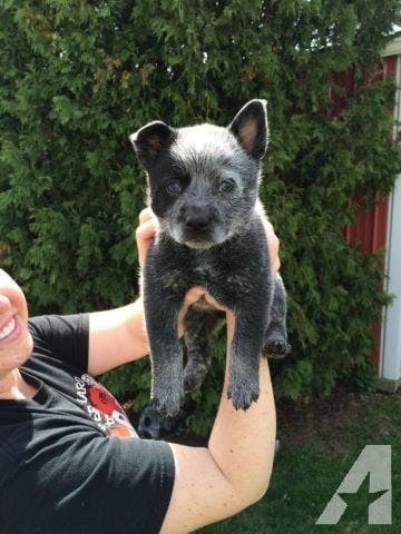 best blue heeler names