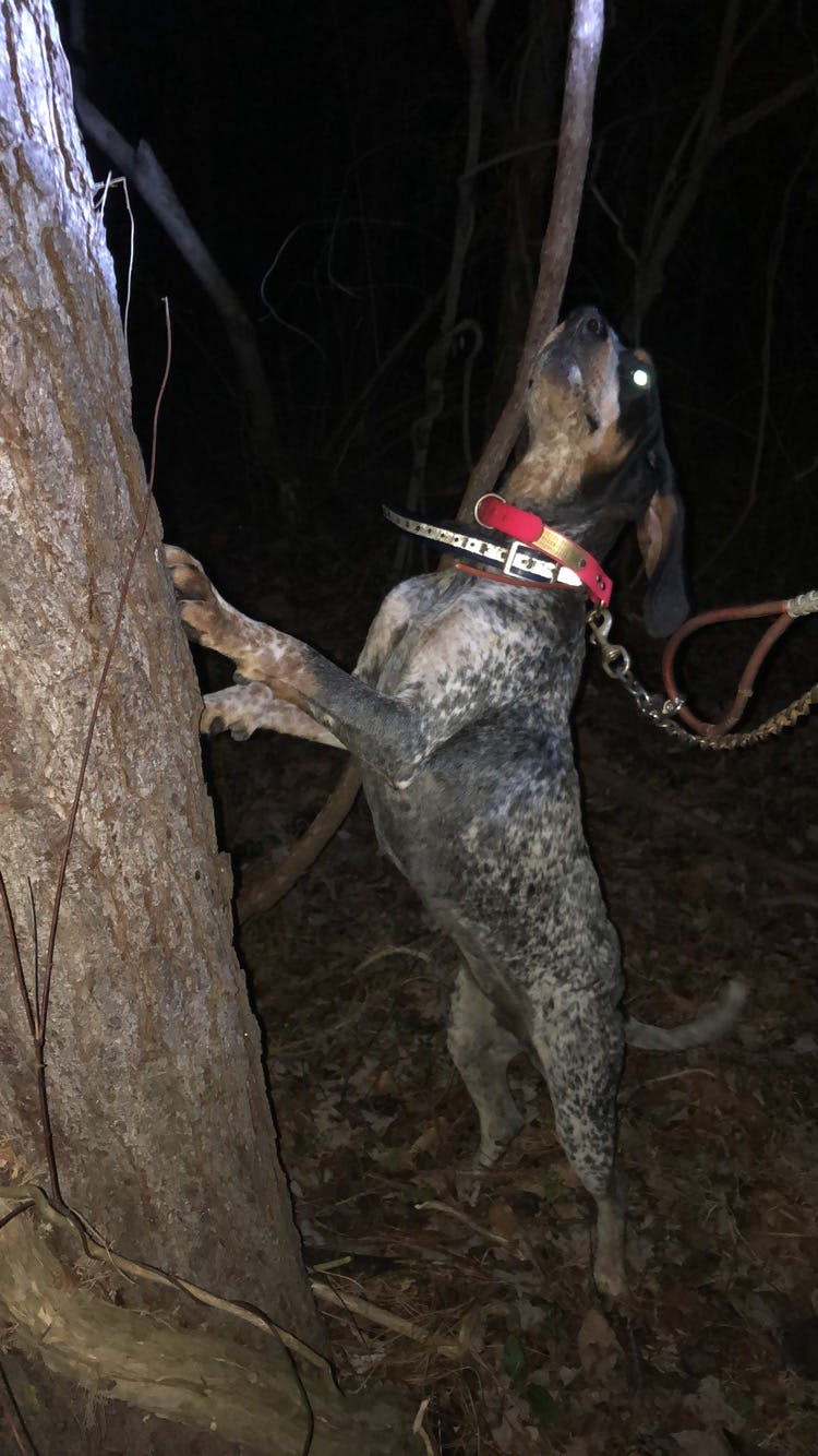 Bluebelle's name story for Bluetick Coonhound Dog Names