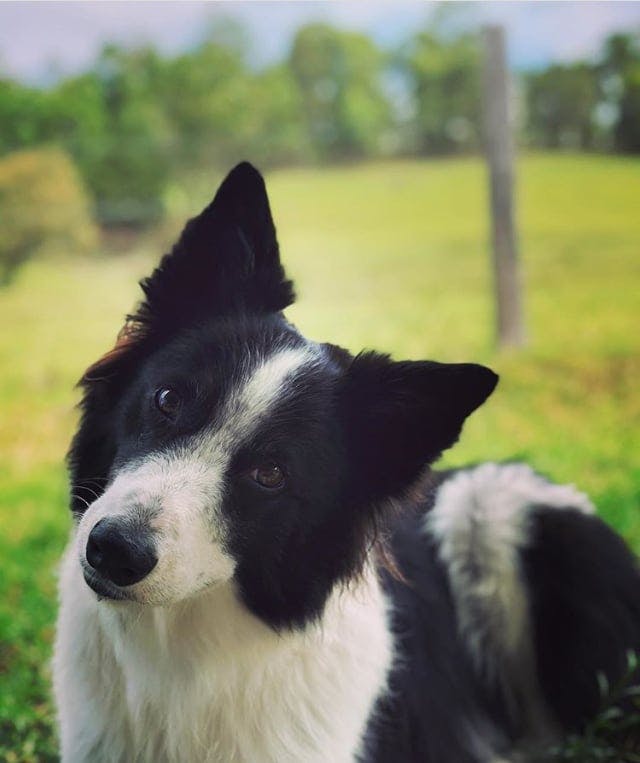 Peppa's name story for Border Collie Names