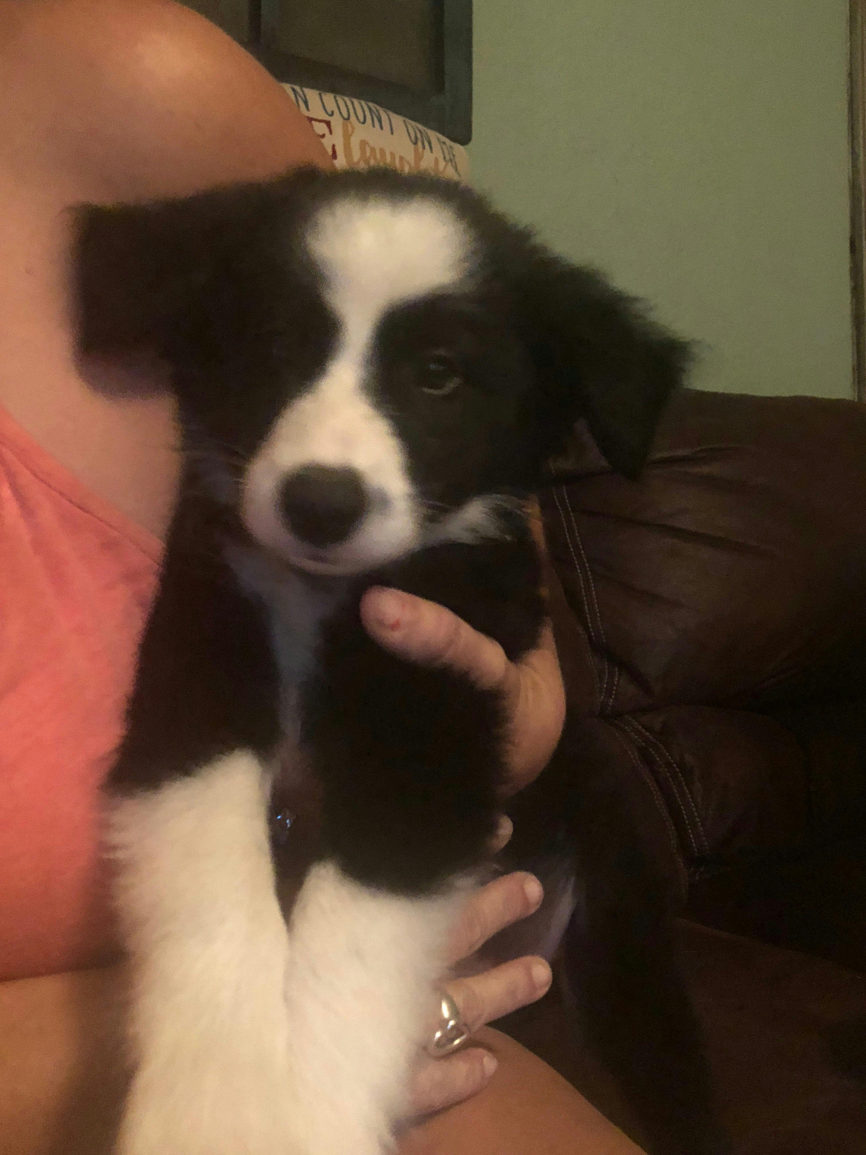 Cute border hot sale collie names