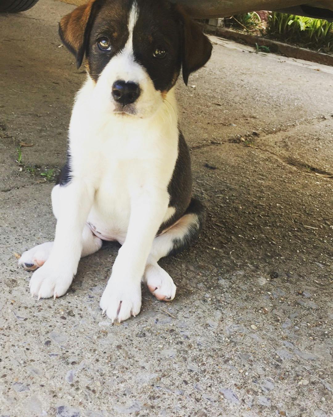 Allie's name story for Border Collie Names