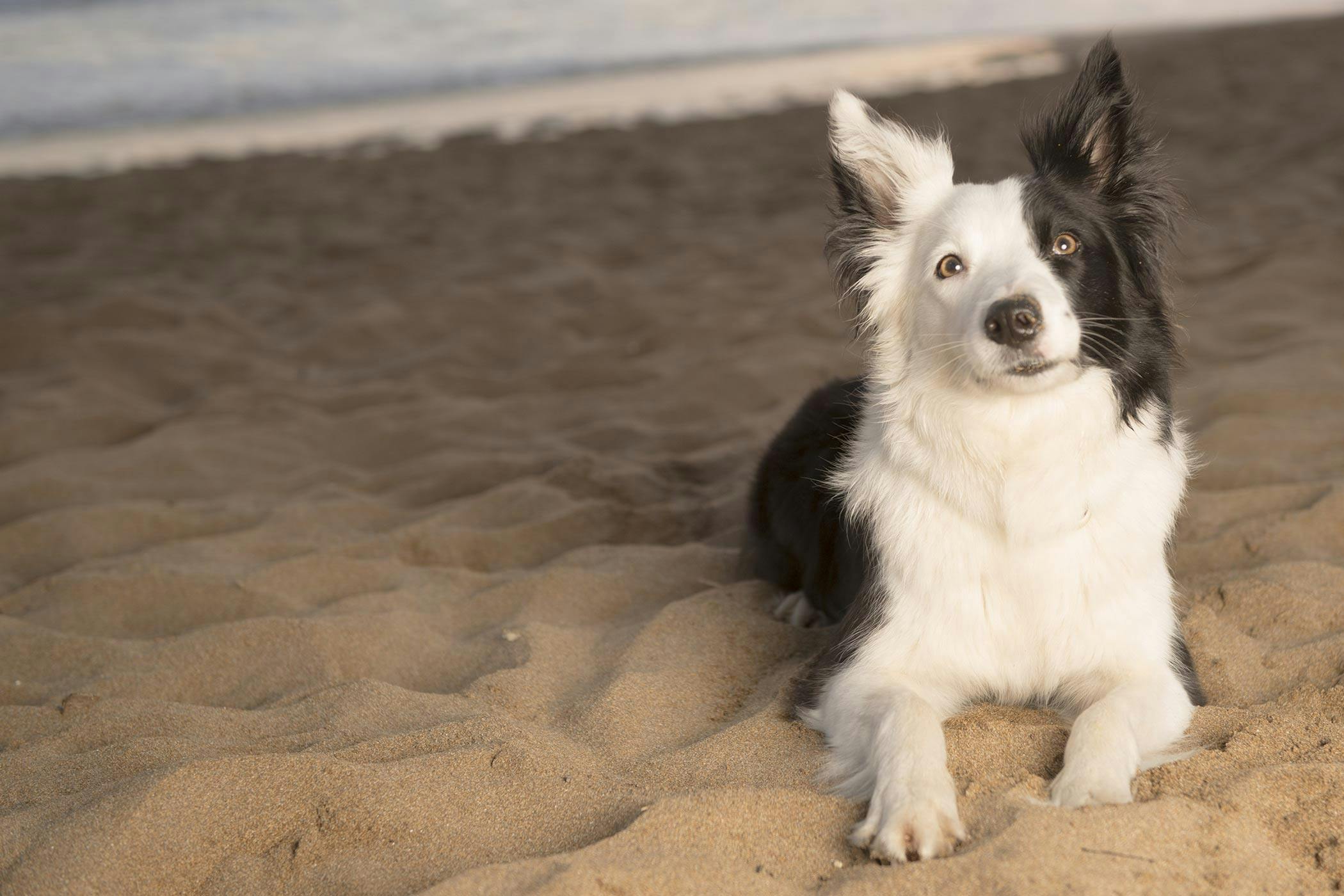 Female border sale collie