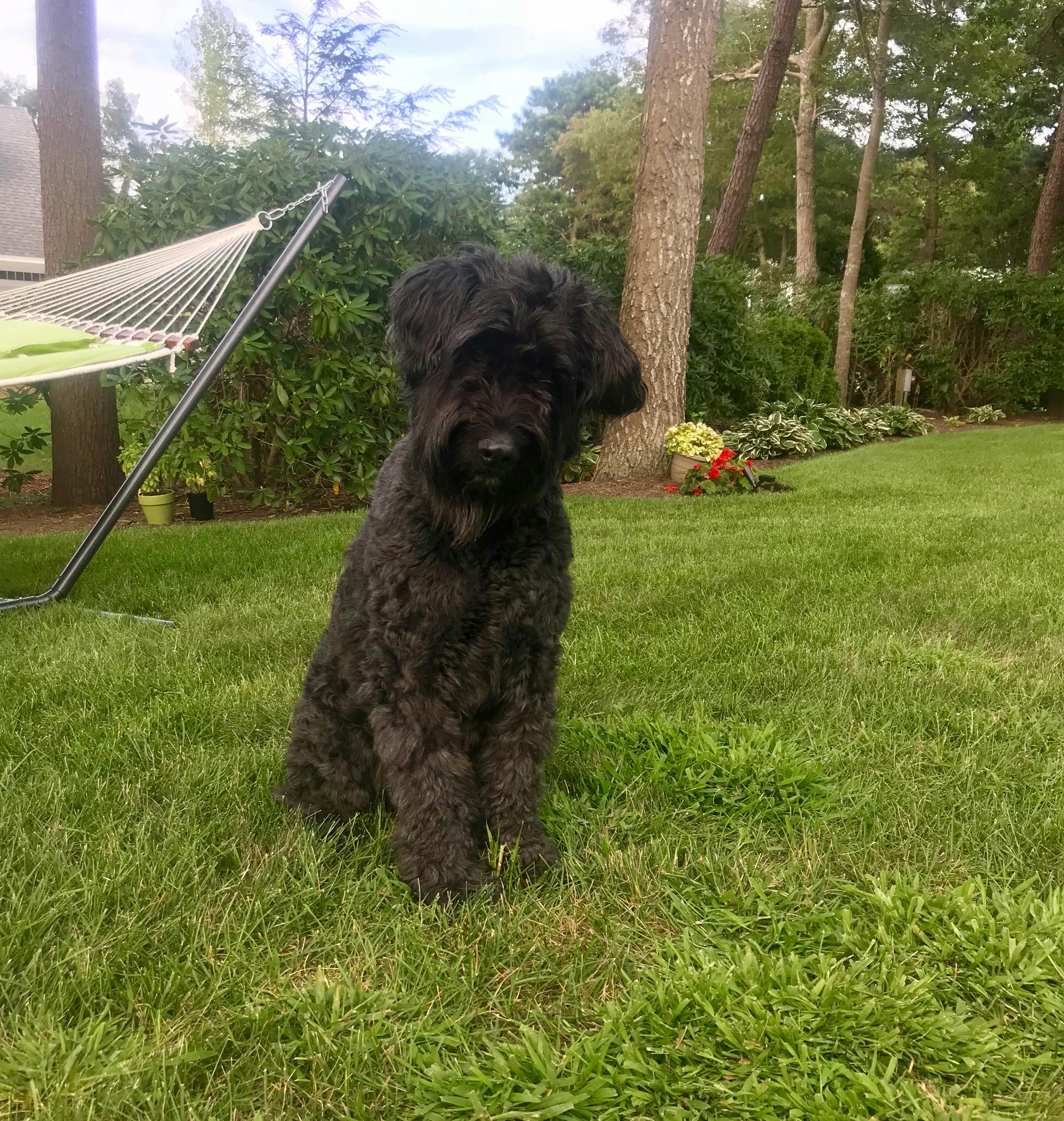 Allie's name story for Bouvier des Flandres Dog Names