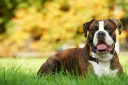Boxer Dog Names Popular Male And Female Names Wag 