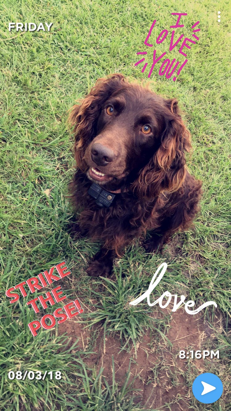 Muddy's name story for Boykin Spaniel Dog Names