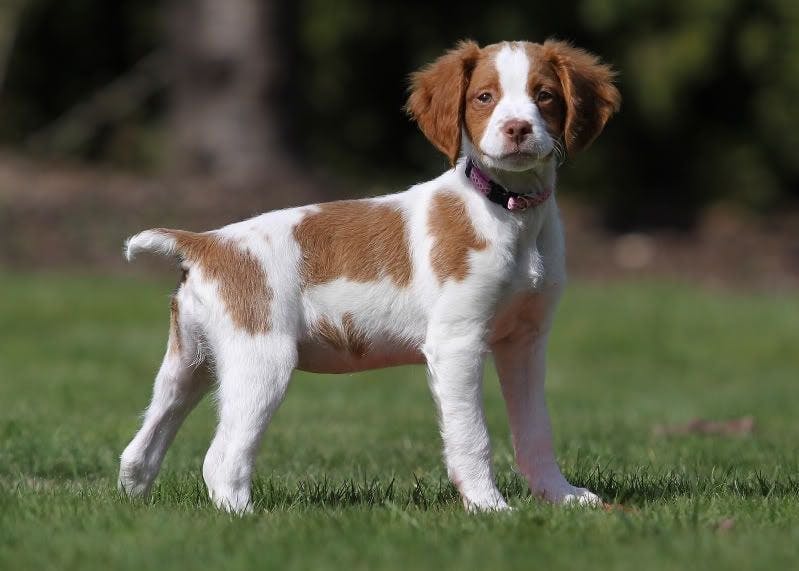 Male store brittany spaniel