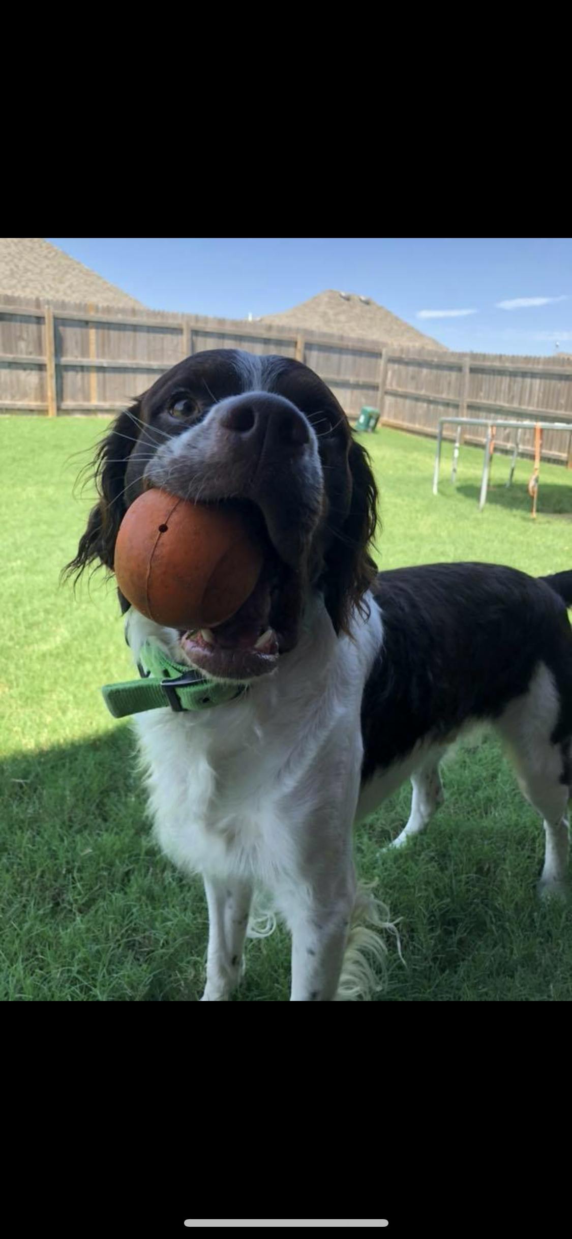 Blaze's name story for Brittany Dog Names