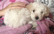 Candy Inspired Dog Names Popular Male And Female Names Wag 