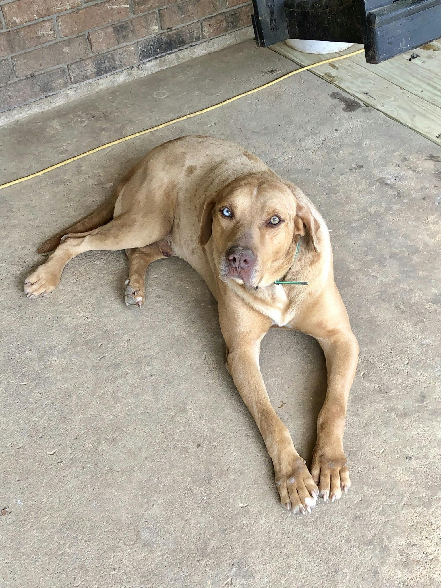 Yellow catahoula store