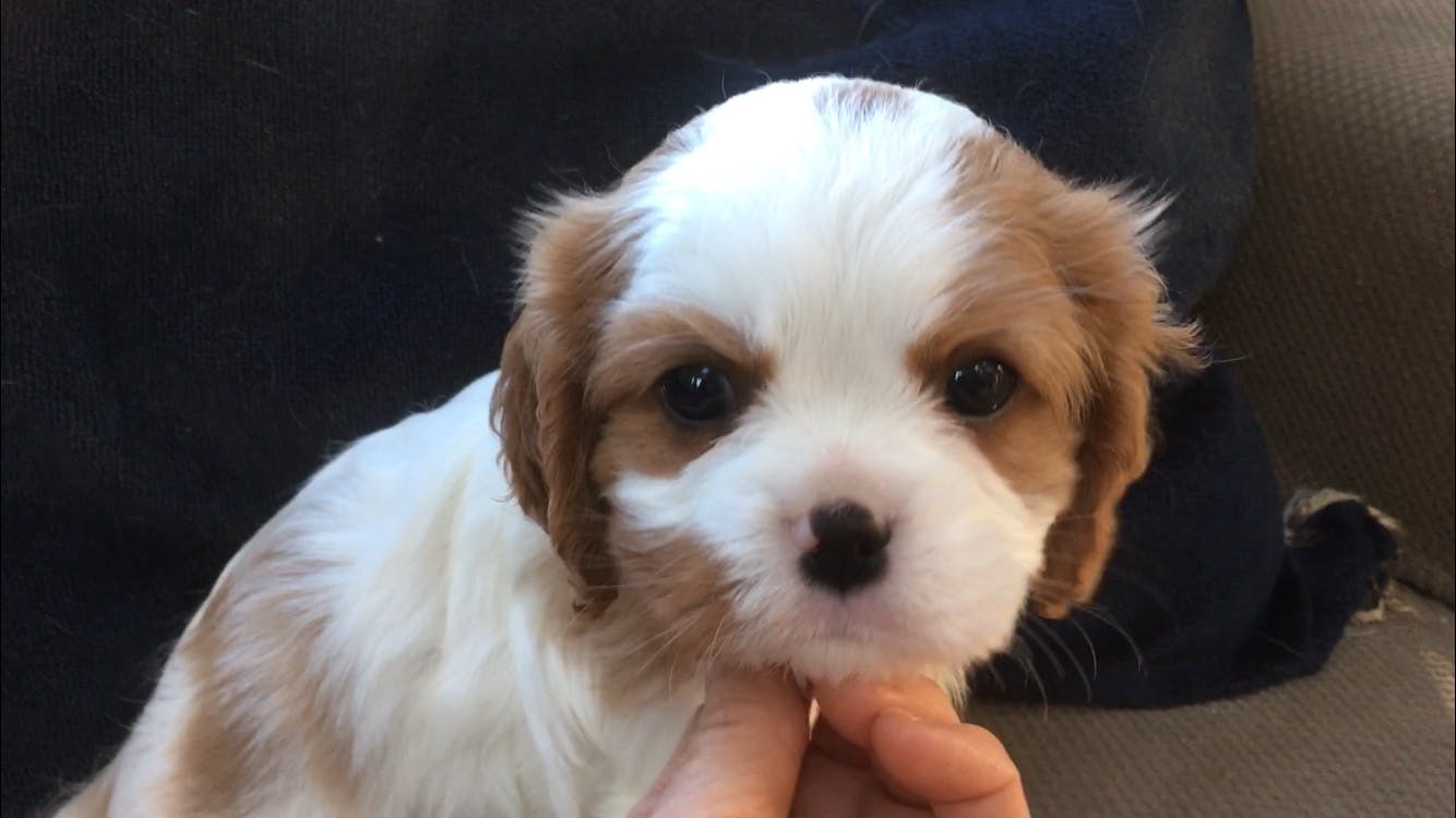 Lilibet's name story for Cavalier King Charles Spaniel Dog Names