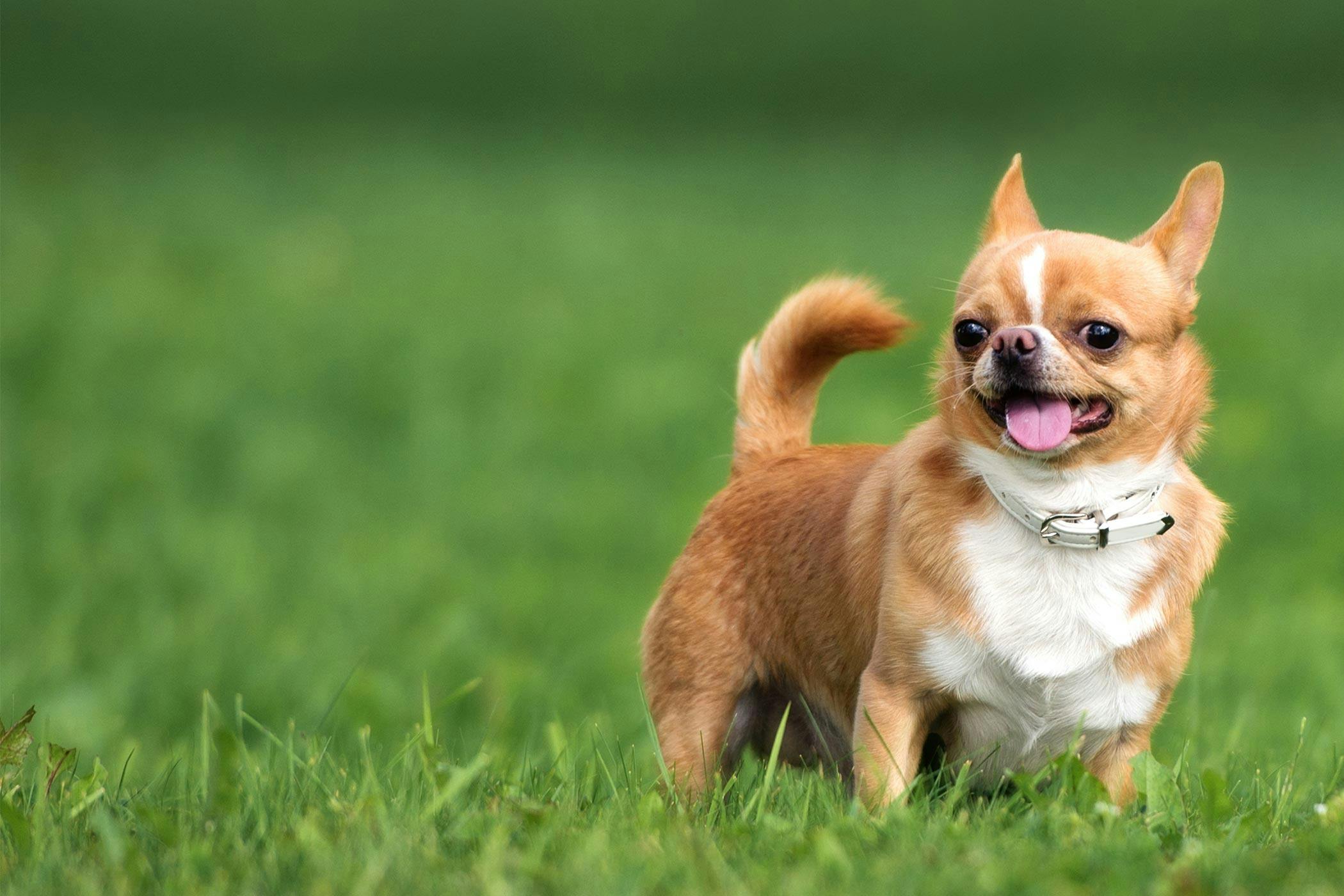 Chihuahua Dog Names 