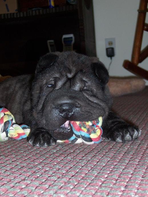 Voodoo's name story for Chinese Shar-Pei Dog Names