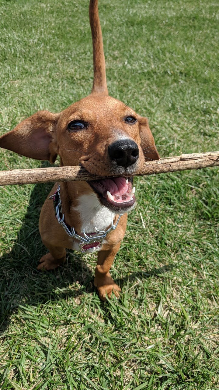 Molly's name story for Dachshund Dog Names