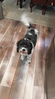 Dessert Inspired Dog Names Popular Male And Female Names Wag 