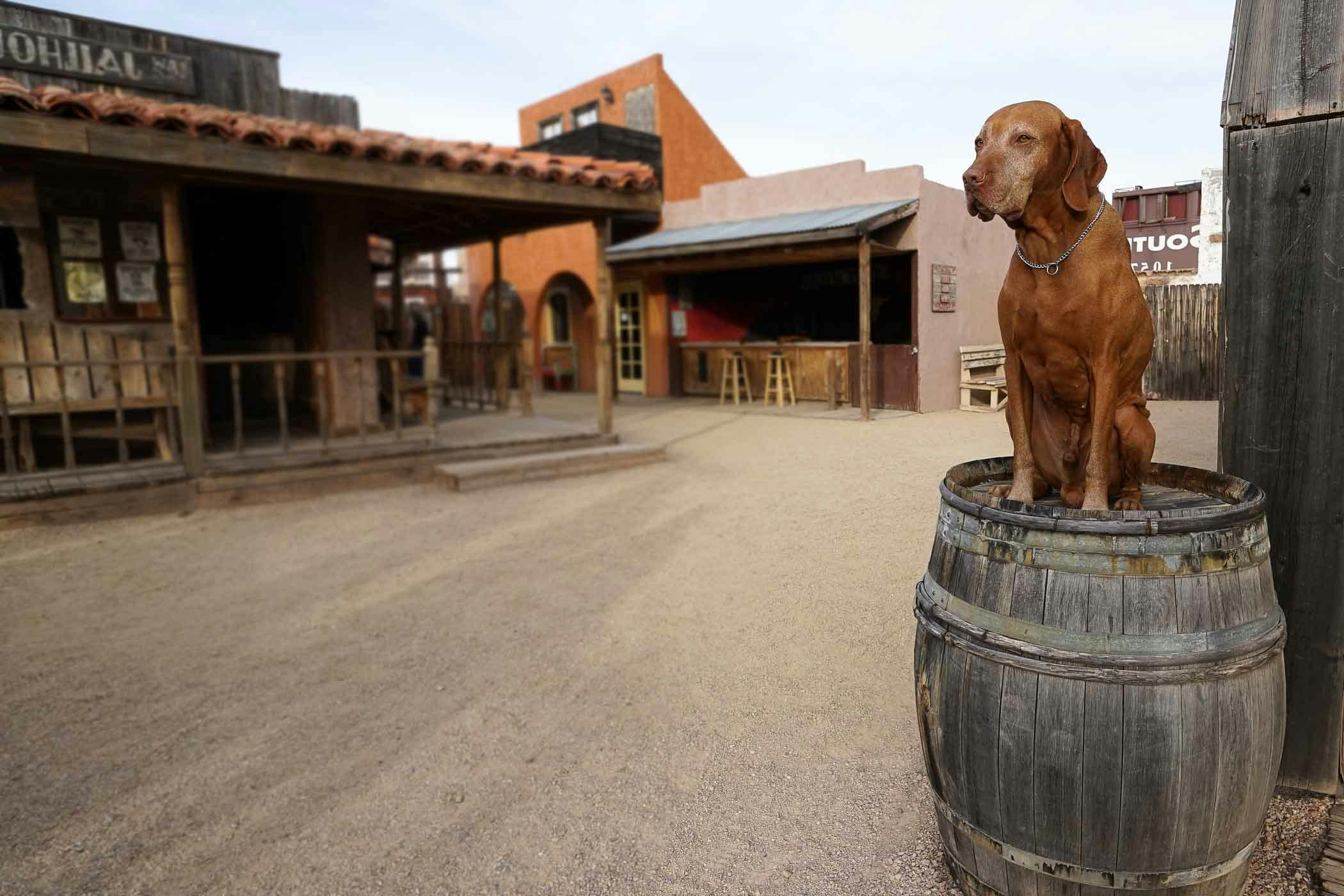 Django Unchained Inspired Dog Names Popular Male and Female Names Wag!