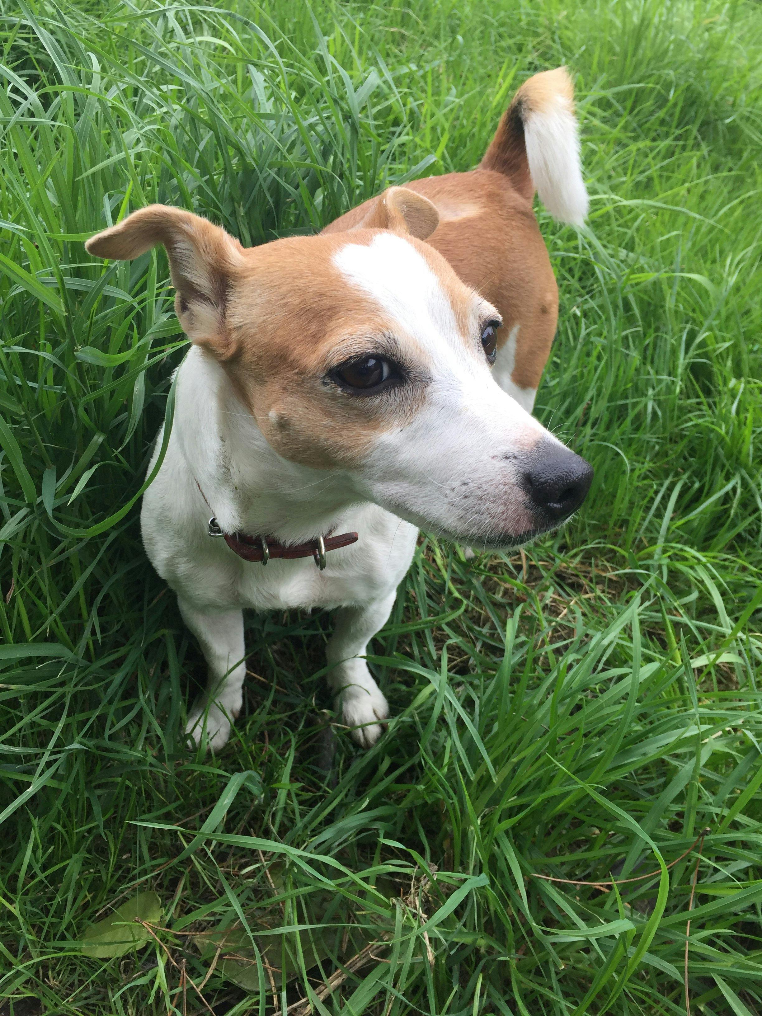 Female Jack Russell Names - beautiful female jack Russell | Sheffield, South Yorkshire ... : Jack jacky freddy scooter buddy buster rusty sparky eric pat owen max good names for female jack russell other dogs with different breed names, such as the jack russell, are rat terriers;